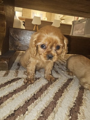 Les chiots de Cavalier King Charles Spaniel