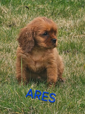 Les chiots de Cavalier King Charles Spaniel