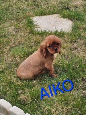 Les chiots de Cavalier King Charles Spaniel