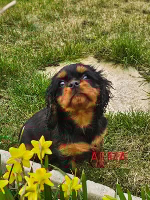 Les chiots de Cavalier King Charles Spaniel