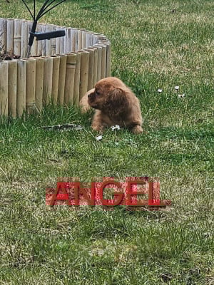Les chiots de Cavalier King Charles Spaniel