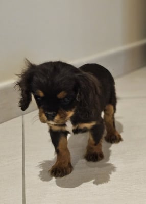 Les chiots de Cavalier King Charles Spaniel