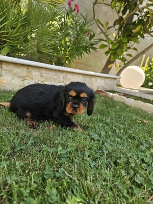 Les chiots de Cavalier King Charles Spaniel