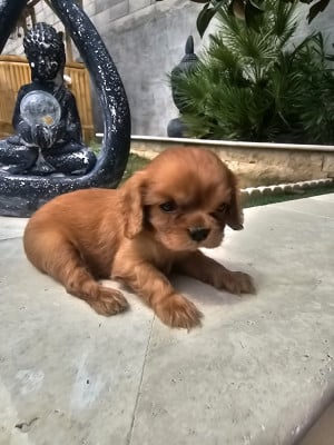 Les chiots de Cavalier King Charles Spaniel