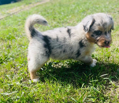 Les chiots de Berger Australien