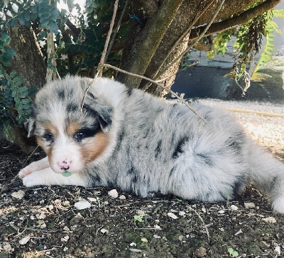 Les chiots de Berger Australien