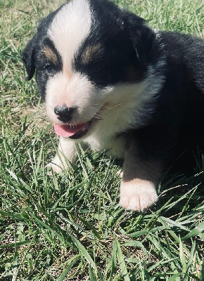 Les chiots de Berger Australien