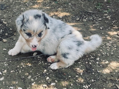 Les chiots de Berger Australien