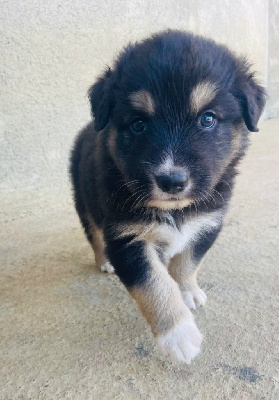 Les chiots de Berger Australien