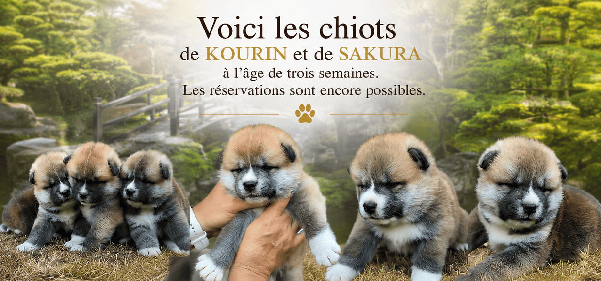 Chiot Akita