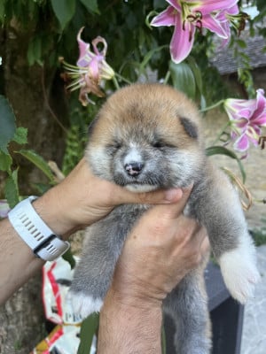 Les chiots de Akita