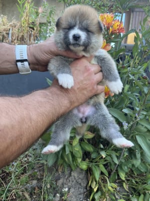 Les chiots de Akita