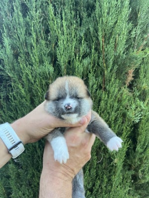 Les chiots de Akita