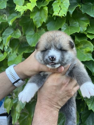 Les chiots de Akita