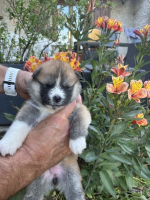 Les chiots de Akita