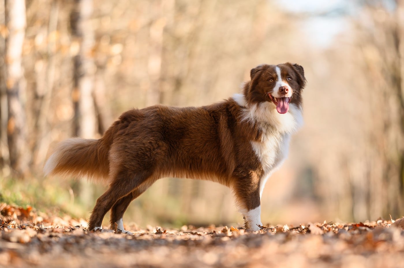Vraiment prodigieux jazz Des Mille Et Une Pattounes