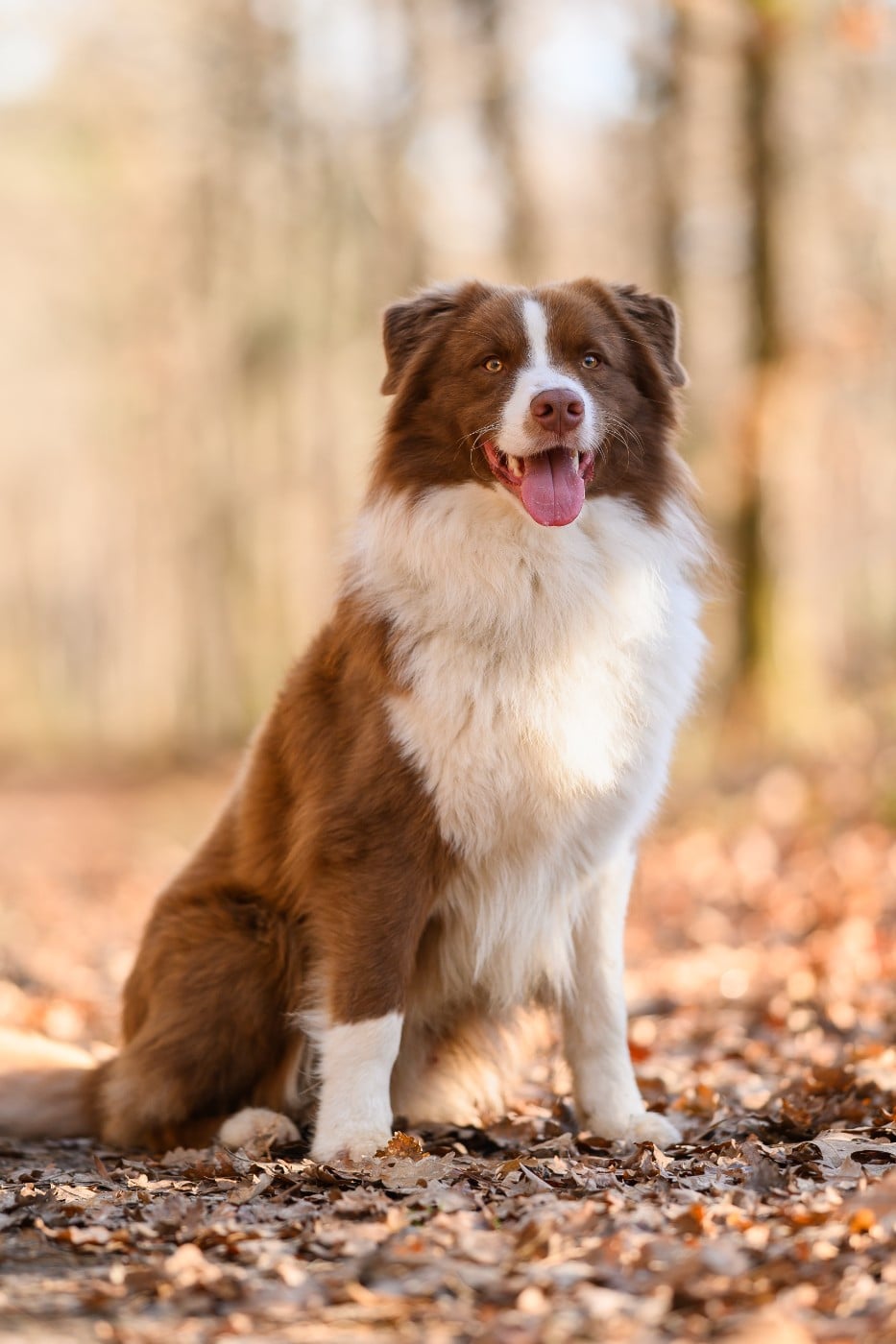 Vraiment prodigieux jazz Des Mille Et Une Pattounes