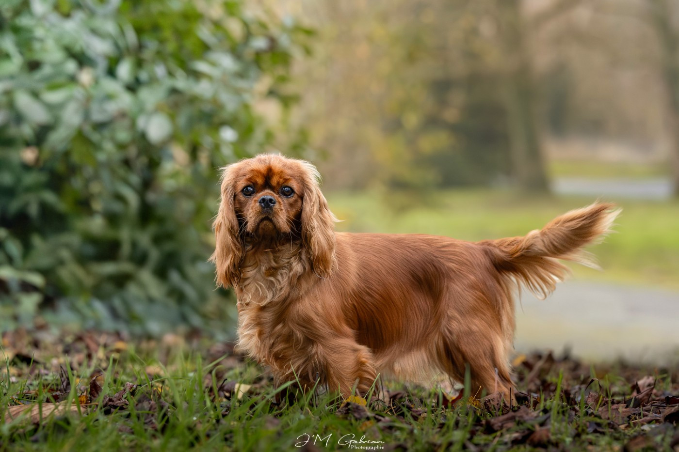 Vivo per lei Des Lords De Mao