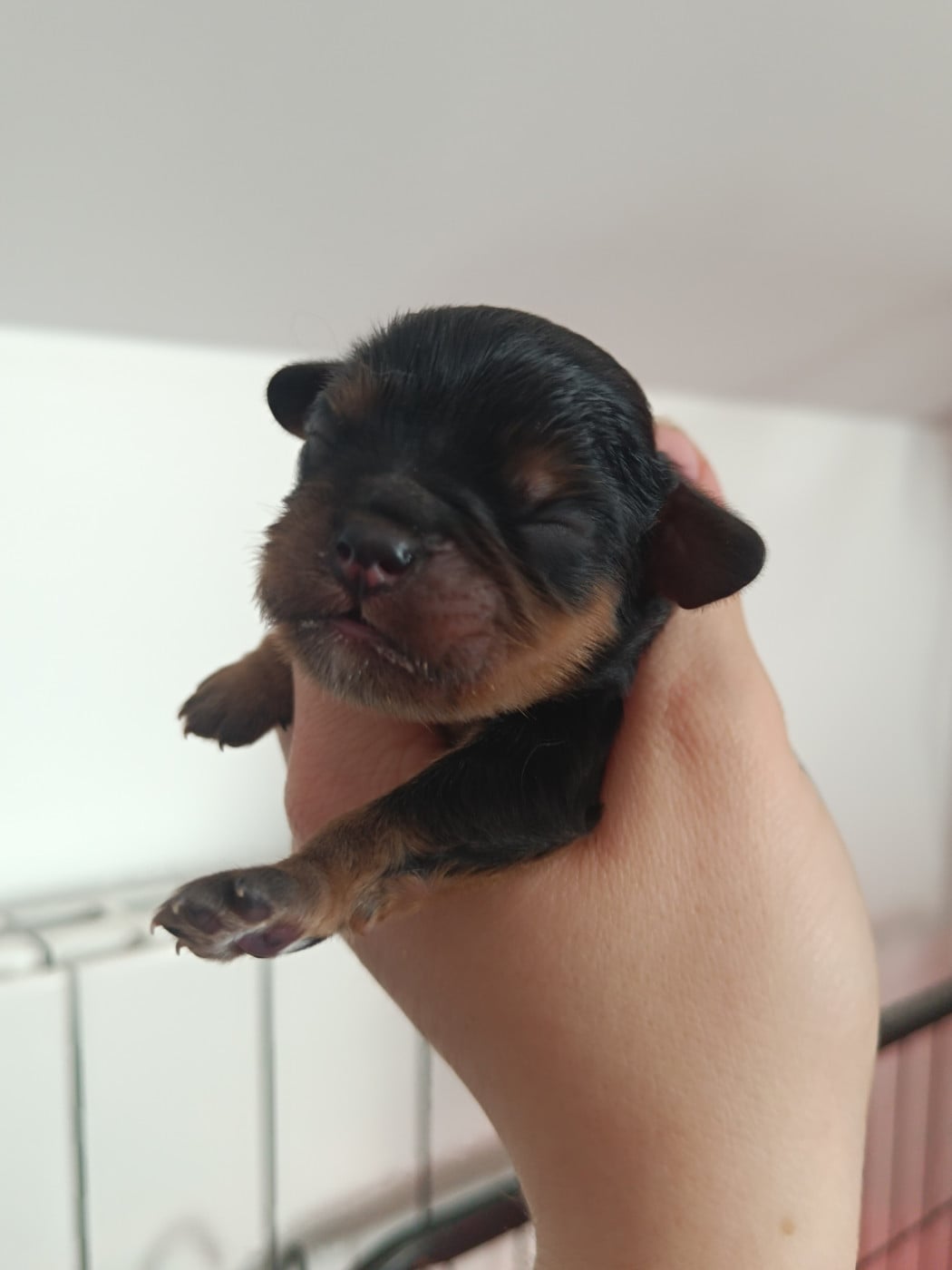 B........ - Cavalier King Charles Spaniel