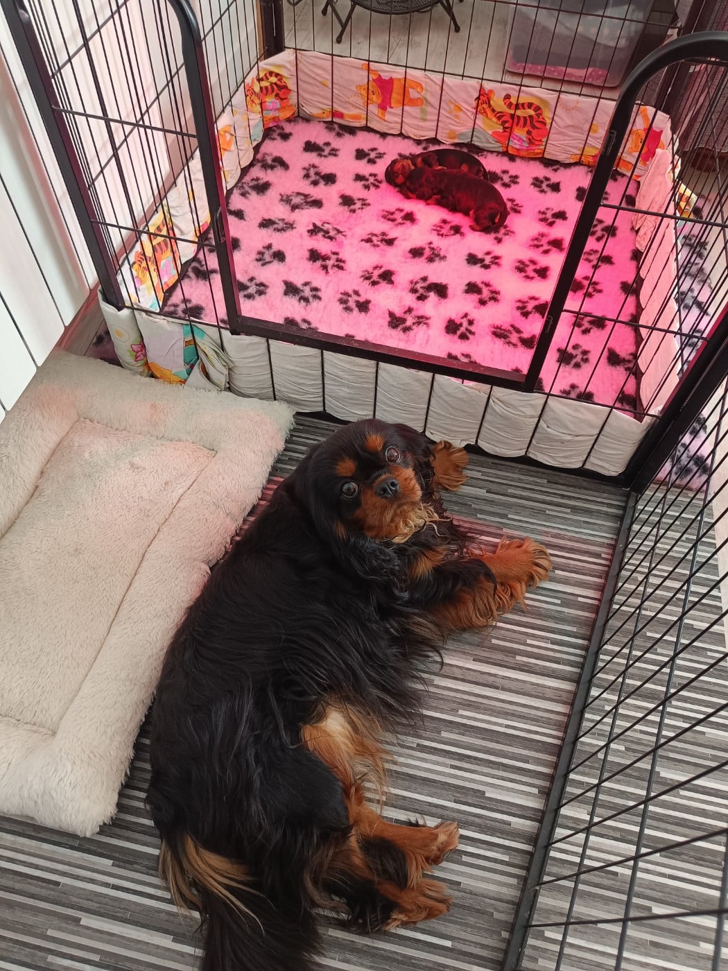 Cavalier King Charles Spaniel - Des Lords De Mao