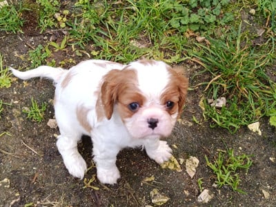 Cavalier King Charles Spaniel