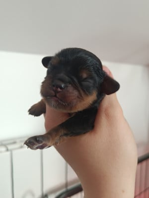 Les chiots de Cavalier King Charles Spaniel