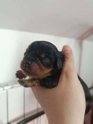 Les chiots de Cavalier King Charles Spaniel