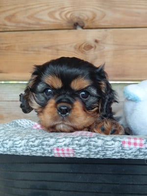 Les chiots de Cavalier King Charles Spaniel