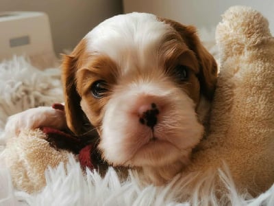 Les chiots de Cavalier King Charles Spaniel