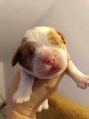 Les chiots de Cavalier King Charles Spaniel