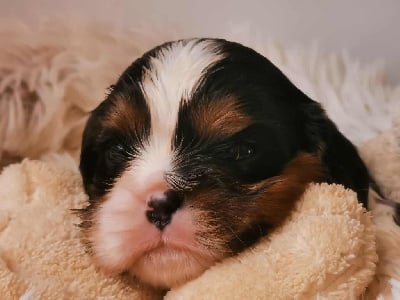 Les chiots de Cavalier King Charles Spaniel
