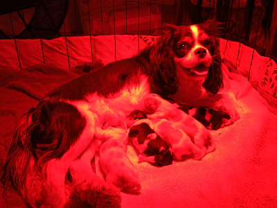 Les chiots de Cavalier King Charles Spaniel