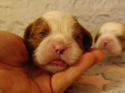Les chiots de Cavalier King Charles Spaniel
