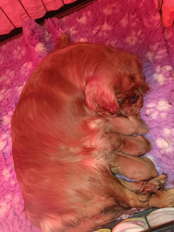 Cavalier King Charles Spaniel - Des Lords De Mao