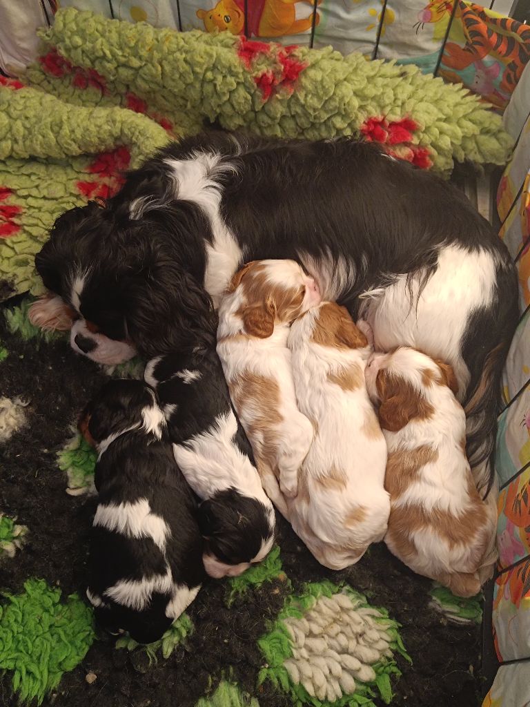 Cavalier King Charles Spaniel - Des Lords De Mao