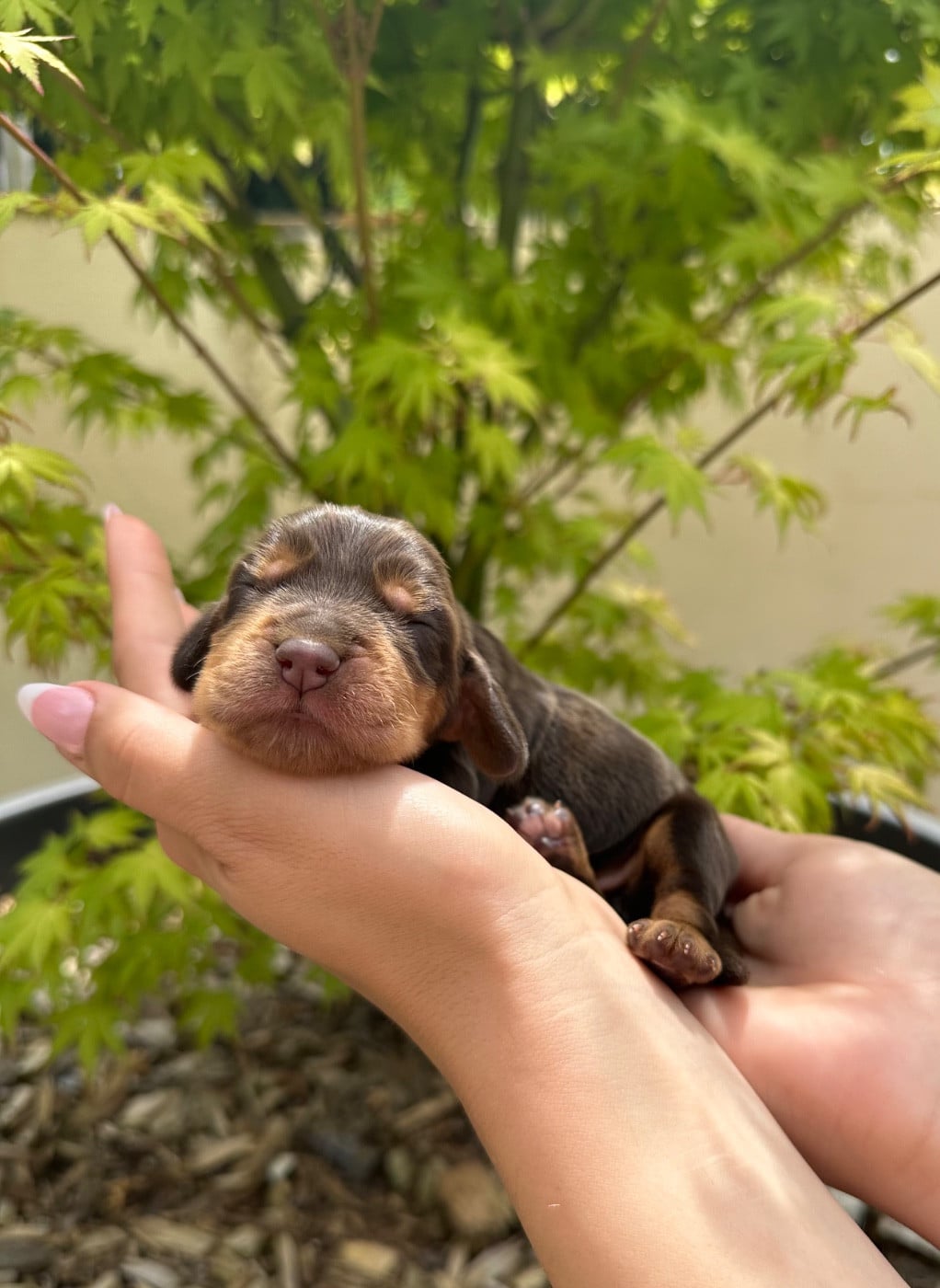 M Chocolat et feu - Cocker Spaniel Anglais