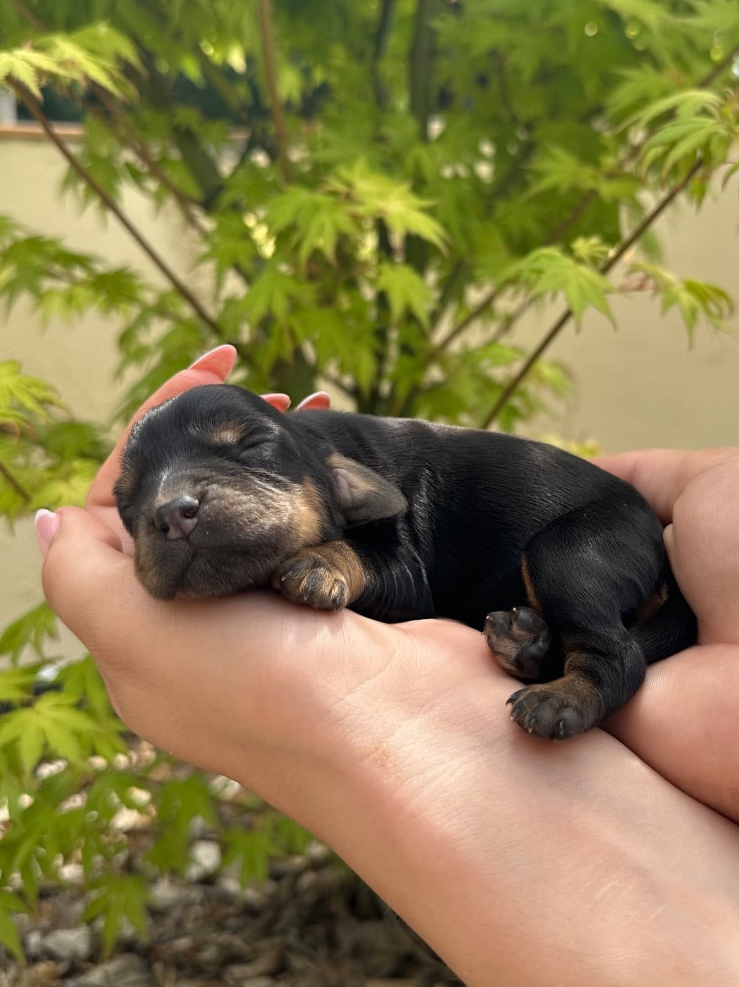 F 1 Noire et feu - Cocker Spaniel Anglais
