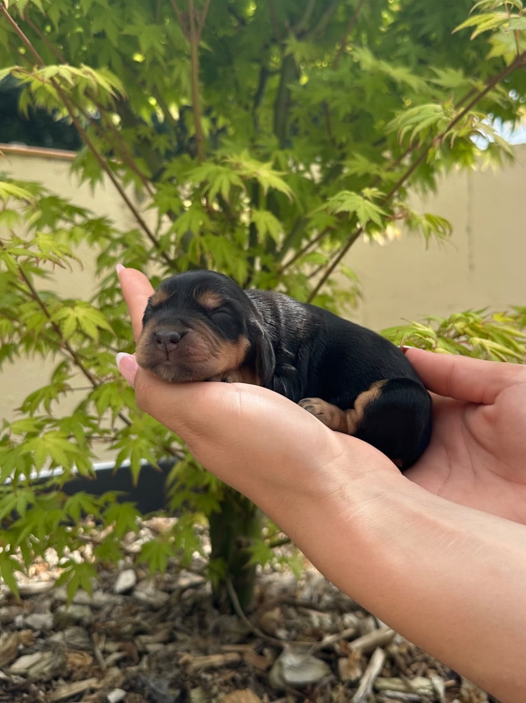 F 2 Noire et feu - Cocker Spaniel Anglais