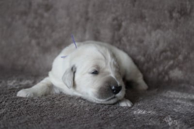 Les chiots de Golden Retriever