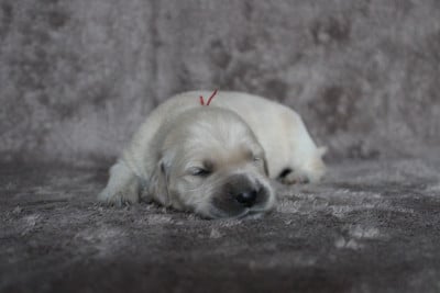 Les chiots de Golden Retriever