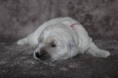 Les chiots de Golden Retriever