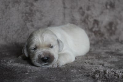 Les chiots de Golden Retriever