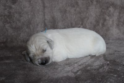 Les chiots de Golden Retriever