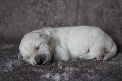 Les chiots de Golden Retriever