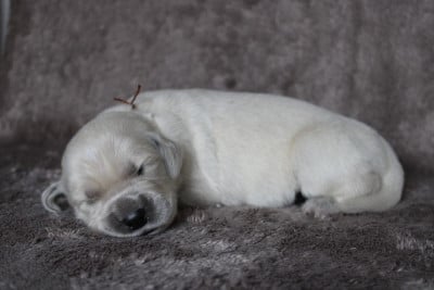 Les chiots de Golden Retriever