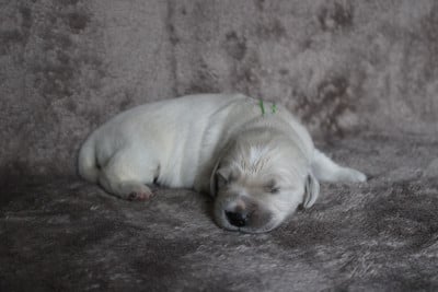 Les chiots de Golden Retriever