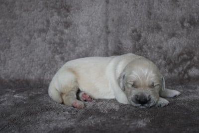Les chiots de Golden Retriever