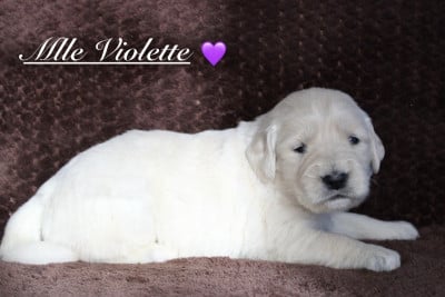 Les chiots de Golden Retriever