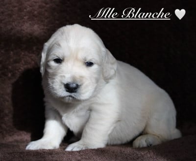 Les chiots de Golden Retriever