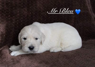 Les chiots de Golden Retriever